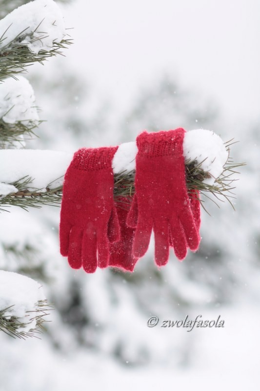 Red Gloves hanging on the Pine_533x800